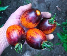 Tomatensamen GARGAMEL