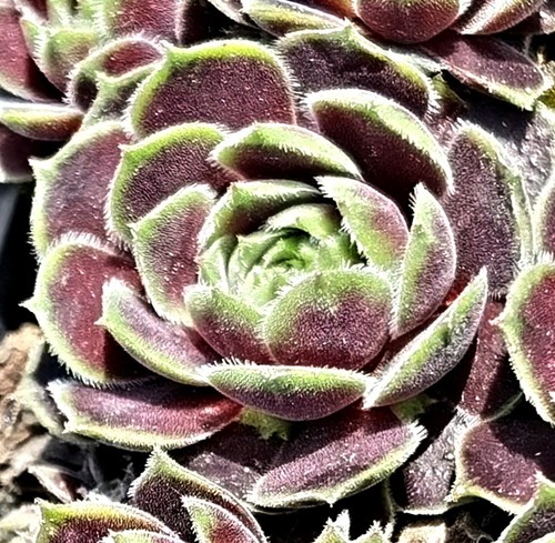 Sempervivum blue mouse ears - "blue,