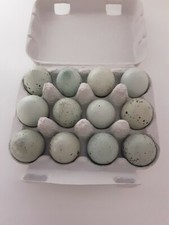 Celadon Bruteier Wachteln