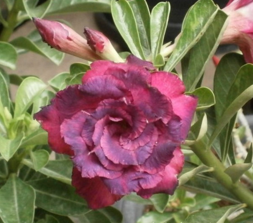 Wüstenrose adenium obesum - -,