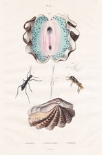 Tridacna giant shell shell