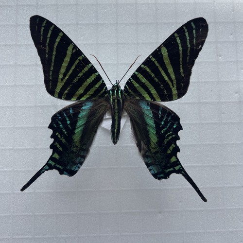 Entomologie*Urania
