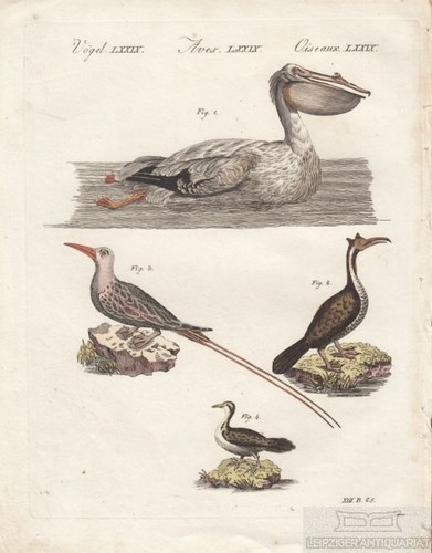 Vögel tafel lxxv - vögel., lxxv.