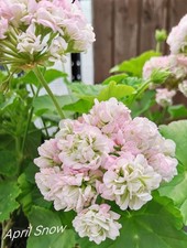 Pelargonie "April Snow"