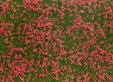 Modelleisenbahn Noch 07257 Bodendecker-Foliage Wiese rot 5mm Spur H0 TT N Z 1 G
