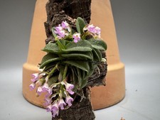 Schoenorchis fragrans No. 2