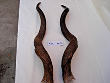 Kudu Hörner Antilope