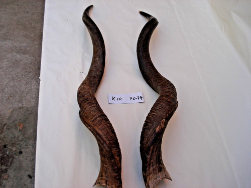 Kudu hörner antilope - hörner,