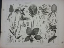 Orig. Stahlstich: Pflanzen -