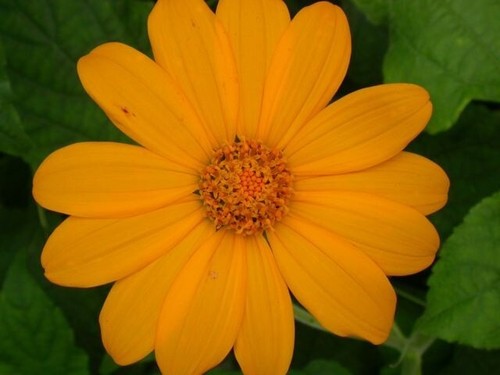 Mexikanische sonnenblume - mexikanische,