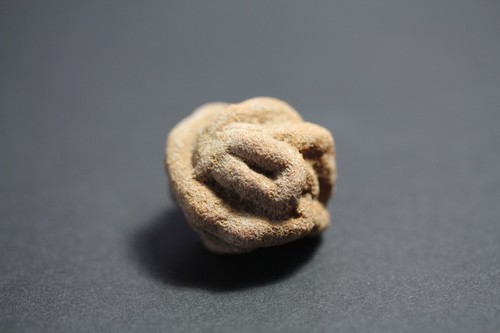 Wüstenrose - (, bayrtrose