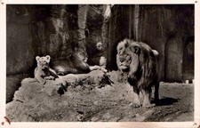AK Löwen Hamburg Stellingen Hagenbeck, Löwenschlucht (Nr. 3039)