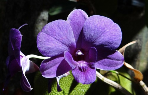 Parfümöl deluxe orchidee - **parfÜmÖl-deluxe:,
