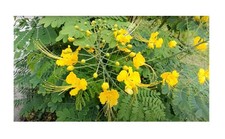 20x Caesalpinia pulcherrima Gelb Pfauenstrauch Pflanzen - Samen ID71