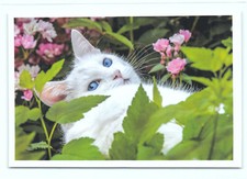 1 AK Katze 53° - NEU !!! #