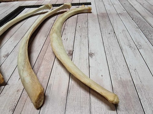 Rippen knochen vom - rippen, pferd