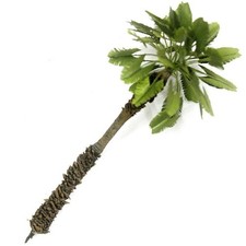 Palme - Höhe 20 cm - 1 Stück