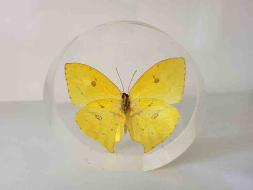 Schmetterling kunstharz - kunstharz, /