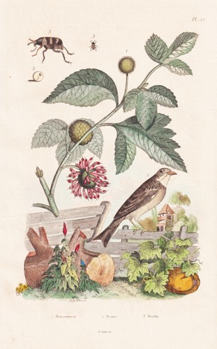 Broussonetia papierbaum japan - papierbaum,