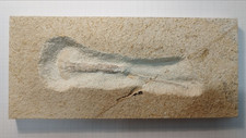 Solnhofener Fossil - Krebs -