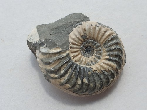 Pleuroceras transiens - ,