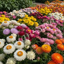 3.000 Samen Strohblume Bunte Prachtmischung Trockenblume Helichrysum Mix