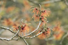 Zaubernuss 'Jelena' Hamamelis intermedia P12 - winterblühend, duftend