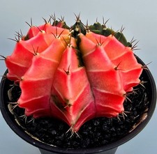 Schöner Ausgefallener