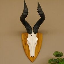 Hartebeest Kuhantilope HL 60,5