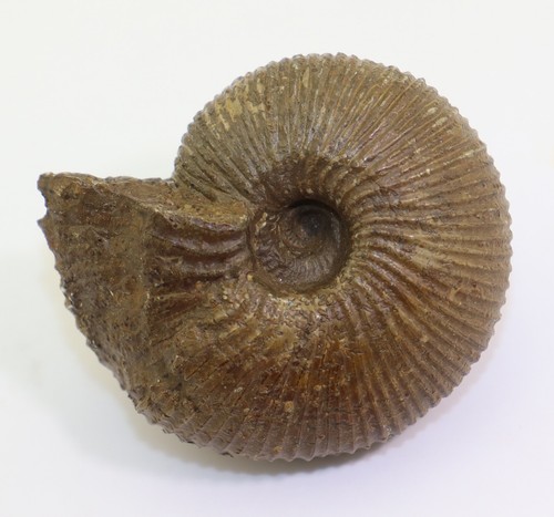 Ammonit macrocephalites sp - macrocephalites,