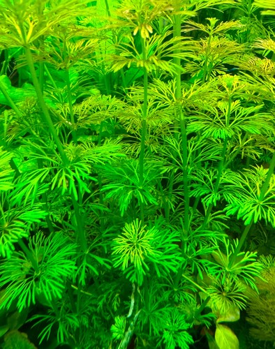 Aquariumpflanze 5x - 🌿aquariumpflanze,