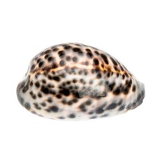 Kauri-Tigerschnecke Cypraea