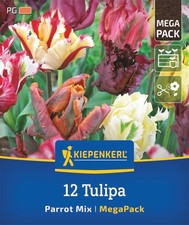 Kiepenkerl Mega-Pack Papageien-Tulpen Mischung, 12 Stück Herbstblumenzwiebeln