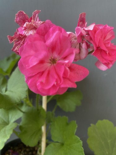 Pelargonium pelargonie - pelargonium,