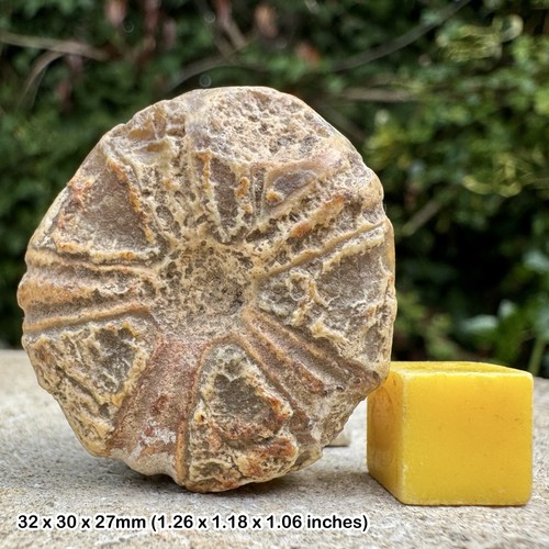 Fossiler seeigel konulus - fossiler,