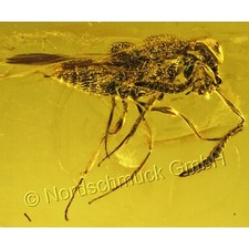 Natur Bernstein Inkluse