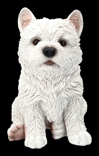 West highland terrier - west,