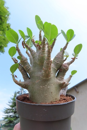 Adenium obesum wüstenrose - adenium,