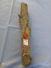 Pflaumenbaum alte Sorte Holz