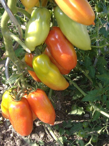 Tomatensamen italienische - ,