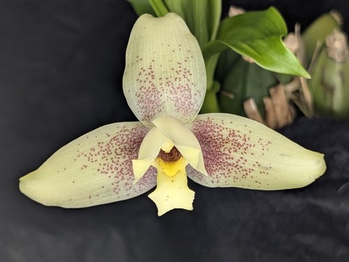 Lycaste hybride - lycaste,