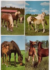 4 AK Pferde, Fohlen