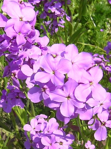 Hesperis matronalis gemeine - hesperis,