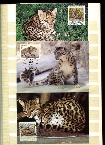 Motivsammlung großkatzen - motivsammlung,