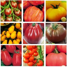 Tomatensamen F1 alte Sorten samenfest russische Gemüse Tomaten Samen Freiland