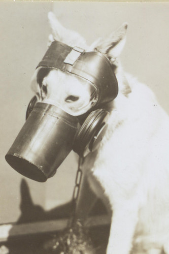 Hunde gasmaske foto - gasmaske, m6