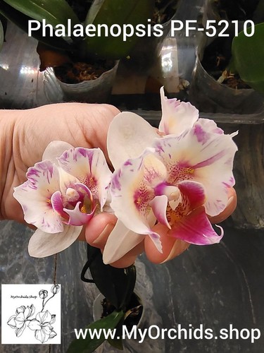 5210 phalaenopsis profar - pf-5210:,