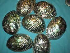 Perlmutt muschel seeopal - perlmutt-muschel,