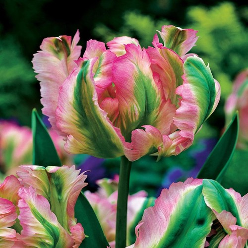 Tulpen blumenzwiebeln zwiebeln - tulpen,