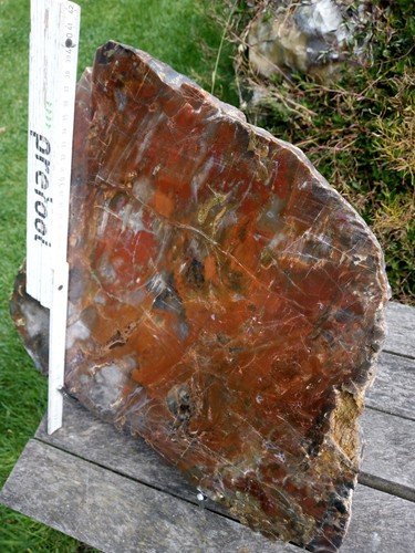 Versteinertes holz gnanstein - holz,